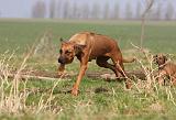 RODESIAN RIDGEBACK 067